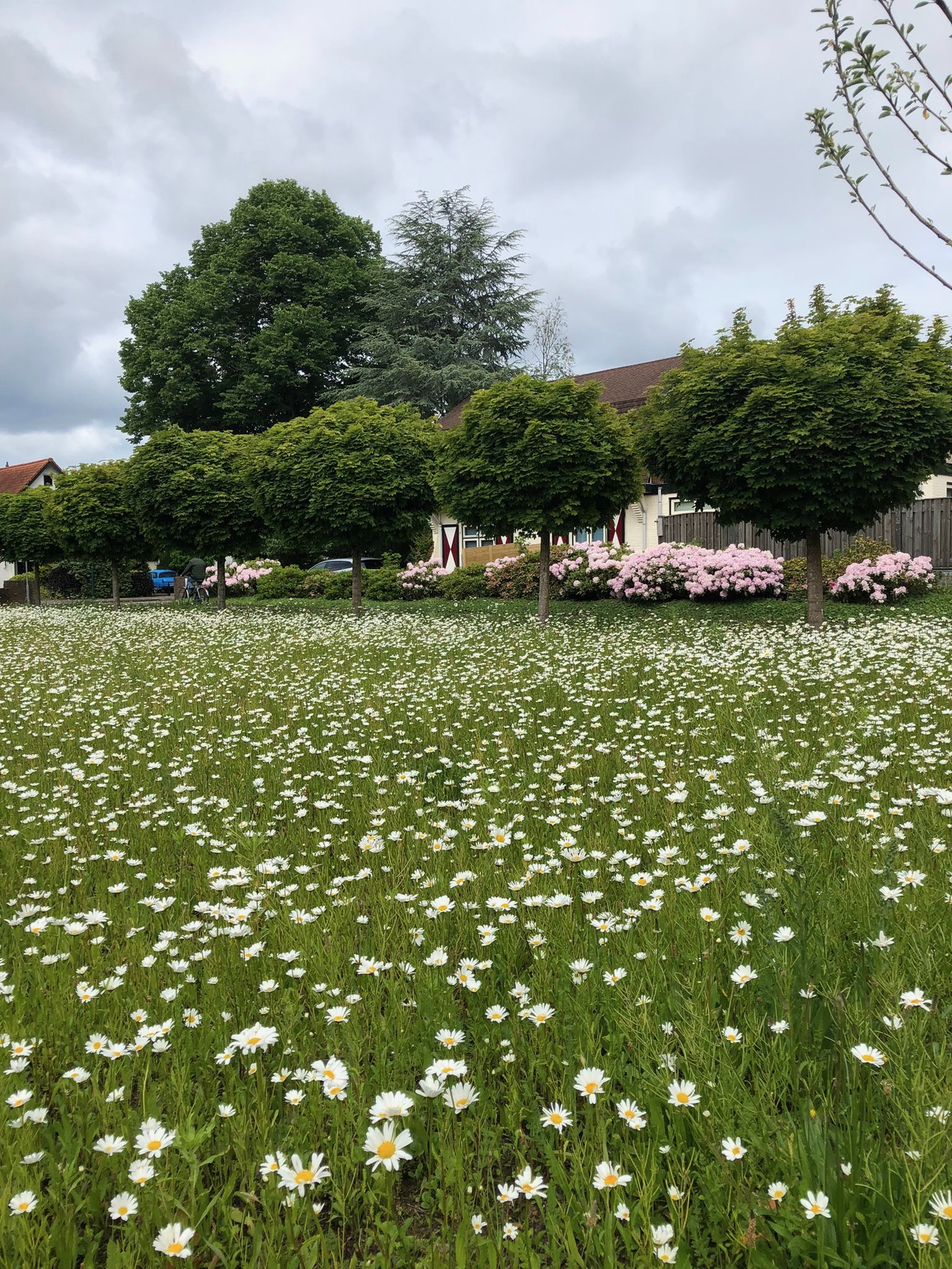 Voortuin Vredekerk 